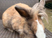 Mini lop X lion head rabbit