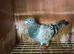 Racing pigeons for sale