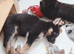 German Shepherd pups for sale