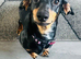 3 year old miniature dachshund please read description