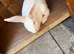 New Zealand female rabbit