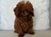 Beautiful, tiny Asian poodle boy & girl