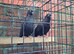 English high fly pigeons for sale