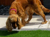 Golden cocker spaniel