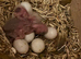 2 lush baby Kākāriki