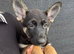 German Shepherd Puppies for sale