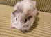 Fluffy grey and white baby boar