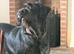 Perfect family dog