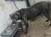 14 month old female cane corso