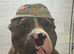 2 year old Tyson