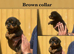 Rottweiler puppies