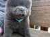 Chow chow puppies for sale