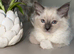 Ragdoll Kitten, Ready for a new home