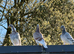 Racing pigeons