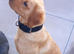 Labrador