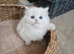 British Longhair & Shorthair