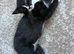 3 gorgeous 9 week old tabby kittens