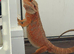 Bearded Dragon