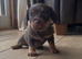 Chichi X miniature Wirehaired Dachshund puppies DNA health checked parents