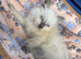 Beautiful Female Birman Kitten – 9 Weeks Old