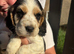 healthy sprocker spaniel puppies