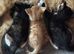 Beautiful kittens - Ready Now