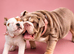 English bulldog