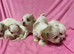Beautiful Cavachon Puppies Available Soon