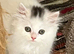 Turkish Angora x Persian