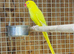 Ringneck