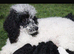 Stunning toy poodles