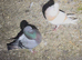 Spanish putter pigeon for sale