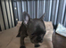 Female French bulldog