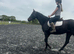 Dancer 15:2 British Riding Pony