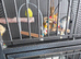 2 budgies for sale and cage