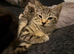 12 wk old kittens for sale