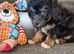 Tiny fluffy jackapoo pups