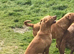 Pedigree Foxred Labrador for sale