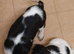 Female Springer Spaniel Pup