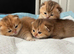 Golden British Shorthair kittens