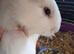 2 baby boy guinea pigs