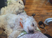 maltese