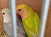 Female peach face lovebirds for sale