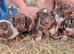 Dachshund puppies