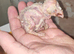 Barn owl chicks