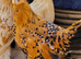 Sablepoot Pullets