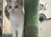 Full Pedigree British shorthair Kittens