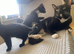 Mixed pattern tuxedo kitties