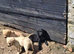 labrador puppies