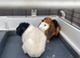 2 male Guinea pigs